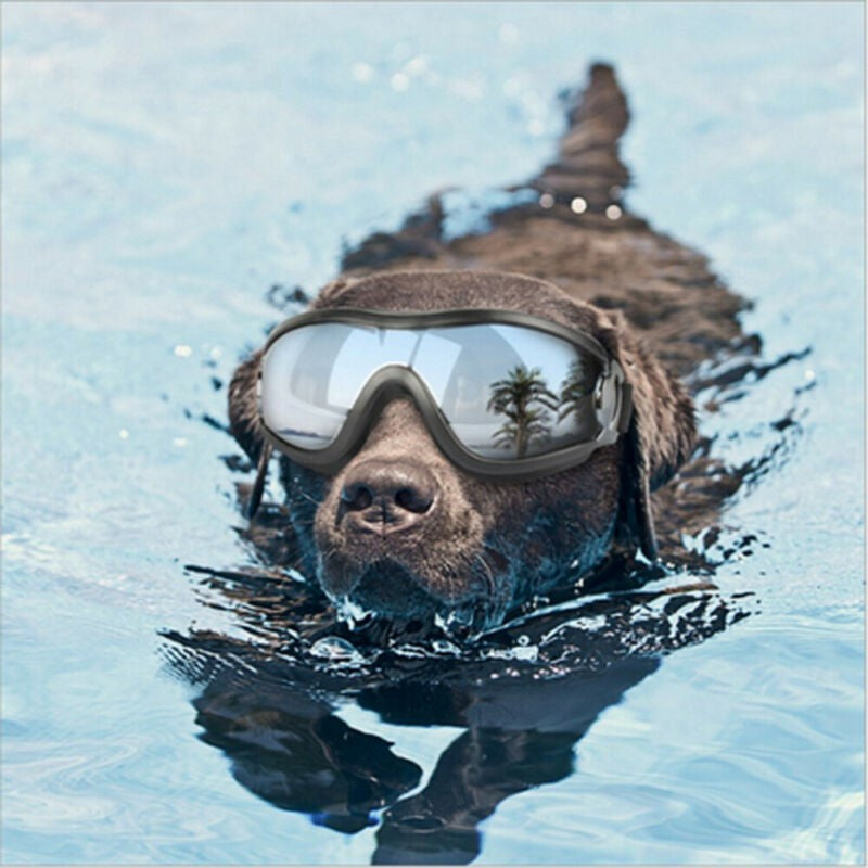 Gafas de Sol para Perros – Protección UV y Estilo en Cada Paseo